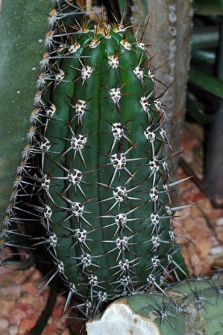 Trichocereus_tacaquirensis